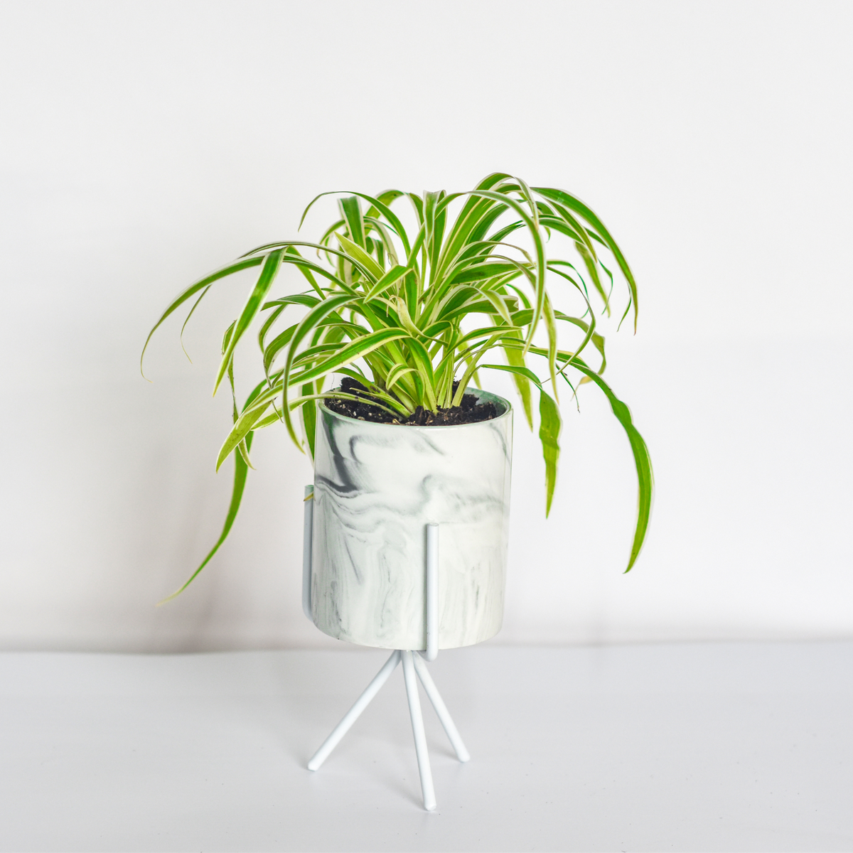 Spider Hardy Plant