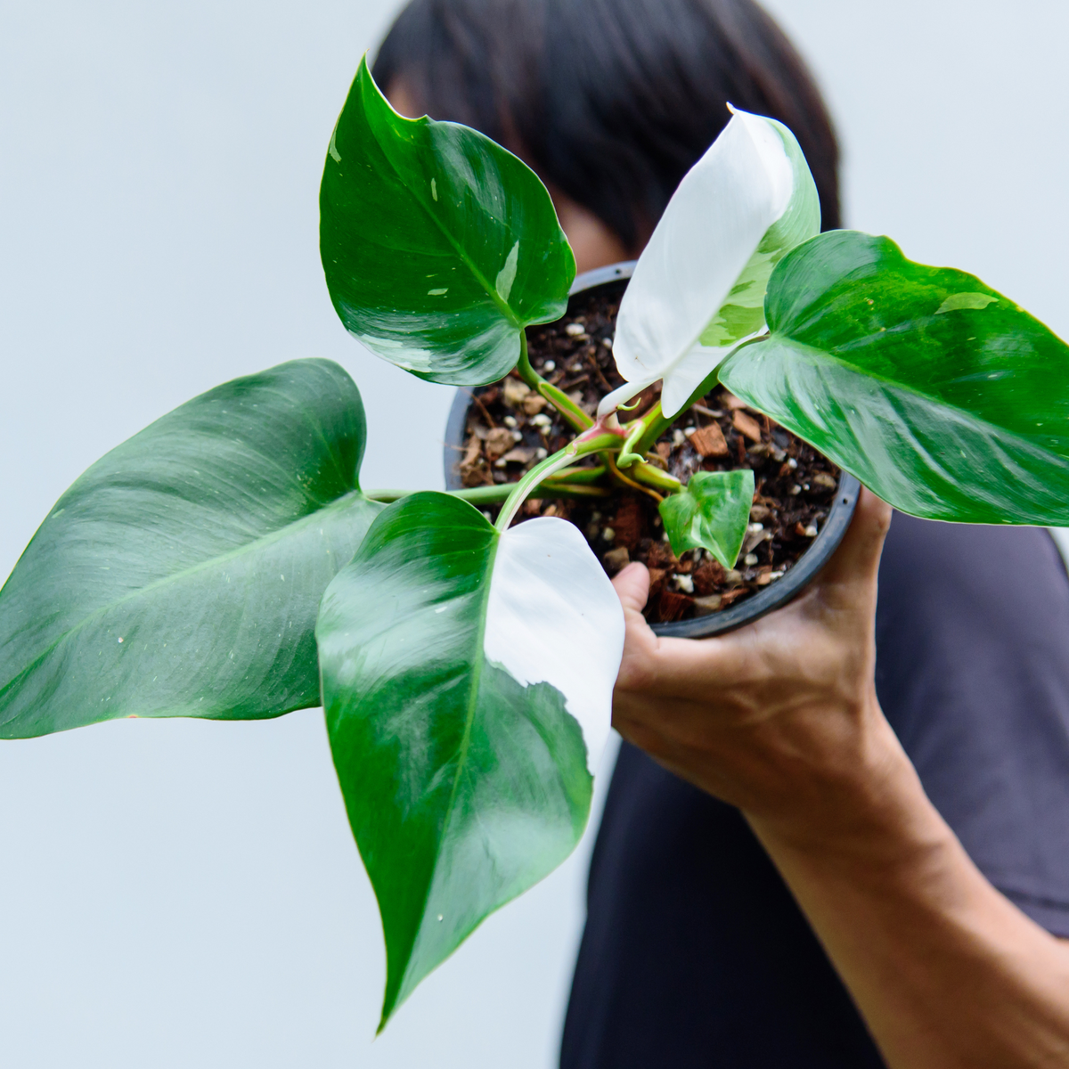Philodendron &#39;White Princess&#39;
