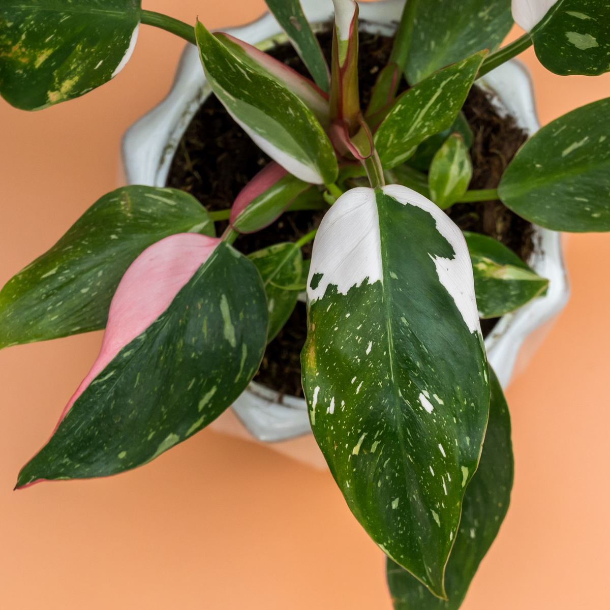 Philodendron &#39;White Princess&#39;