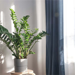 Zanzibar Gem Zamioculcas zamiifolia Green ZZ Plant Verdant Lyfe