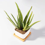 Aloe Vera Plant Indoor or Outdoor Easy Live Plant Verdant Lyfe