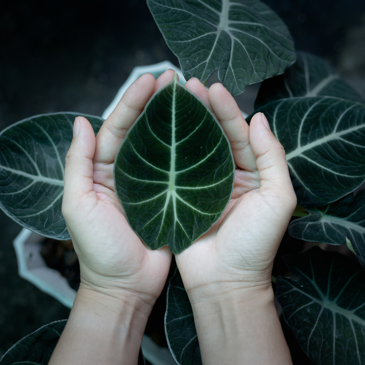 Alocasia Black Velvet plant 