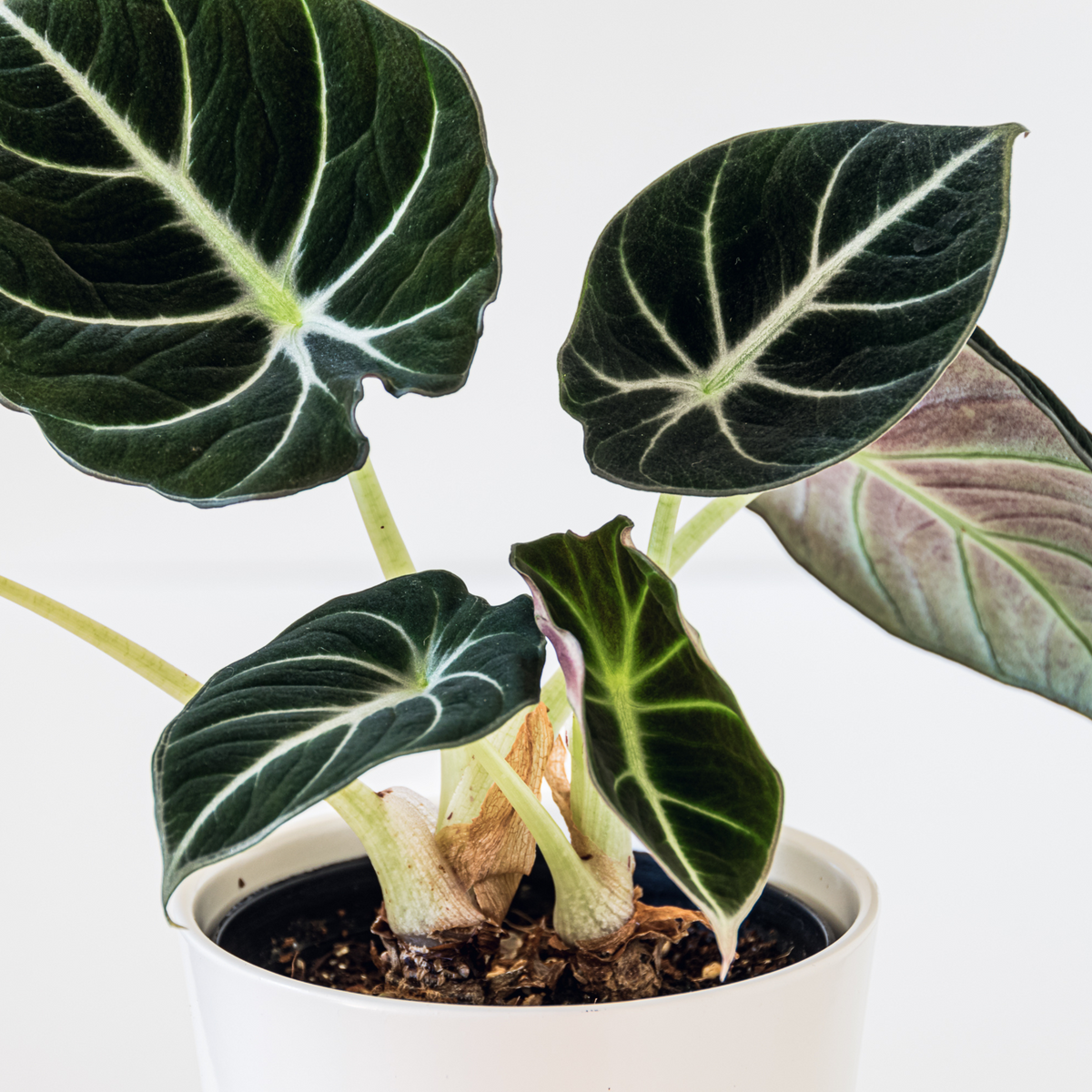 Alocasia Black Velvet plant 
