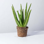 Aloe Vera Plant Indoor or Outdoor Easy Live Plant Verdant Lyfe