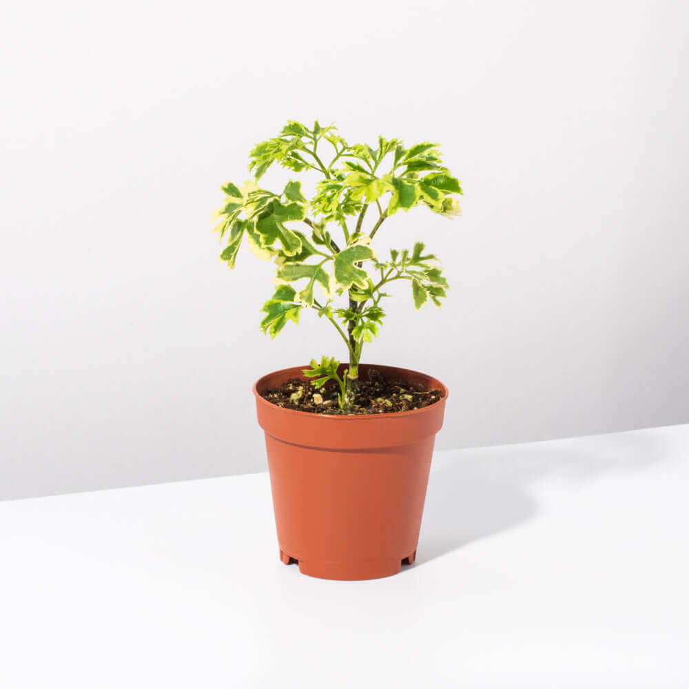 Ming Aralia &#39;Snowflake&#39; Polyscias Fruticosa Variegated Plant Verdant Lyfe