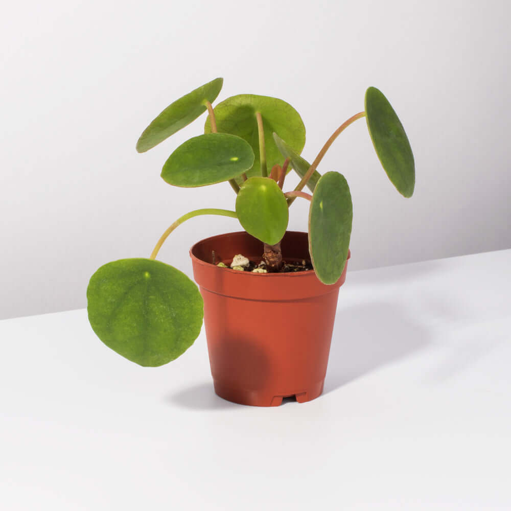 Chinese Money Plant Pilea Peperomioides Pet-Friendly Plant Verdant Lyfe