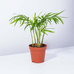 Chamaedorea Elegans neanthe bella Parlor Palm Plant Verdant Lyfe