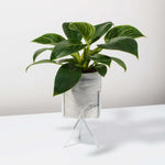 Philodendron 'White Measure' Birkin Variegated Pinstriped Houseplant Verdant Lyfe