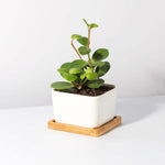 Peperomia Hope deppeana × quadrifolia 'Trailing Jade' Plant Verdant Lyfe