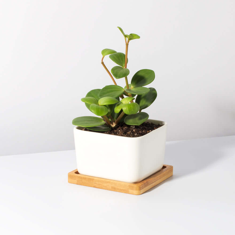 Peperomia Hope deppeana × quadrifolia &#39;Trailing Jade&#39; Plant Verdant Lyfe