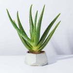 Aloe Vera Plant Indoor or Outdoor Easy Live Plant Verdant Lyfe