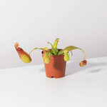 Gaya Pitcher Plant - Nepenthes X St. Gaya Compact Carnivorous Plant Verdant Lyfe
