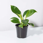 Philodendron 'White Measure' Birkin Variegated Pinstriped Houseplant Verdant Lyfe