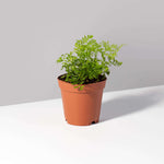 Rabbit Foot Fern Plant Davilla Pet-Friendly Houseplant Verdant Lyfe
