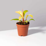 “Prince of Orange Plant” Philodendron Houseplant Verdant Lyfe