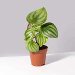 Watermelon Peperomia argyreia Radiator Plant Verdant Lyfe