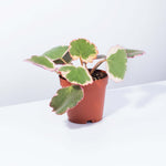 Tricolor Strawberry Begonia Variegated Saxifraga Plant Verdant Lyfe
