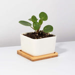 Chinese Money Plant Pilea Peperomioides Pet-Friendly Plant Verdant Lyfe