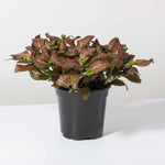 Pink Nerve Plant Fittonia Leather Leaf Plant Verdant Lyfe
