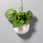 Watermelon Peperomia argyreia Radiator Plant Verdant Lyfe