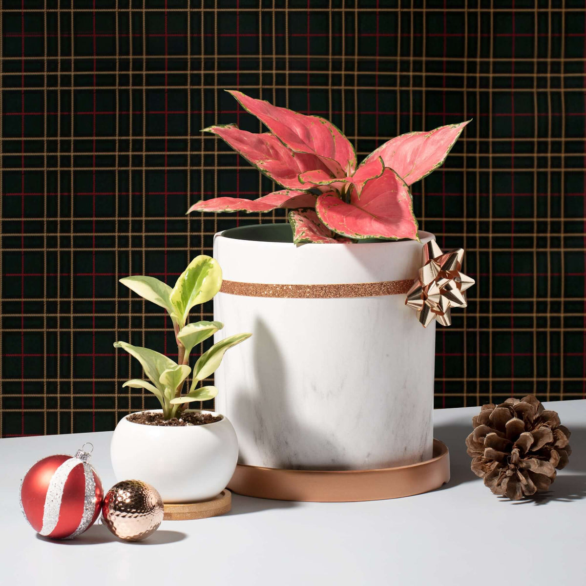 Aglaonema &#39;Wishes&#39; Easy Pink Houseplant Verdant Lyfe a nice lifestyle photo