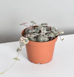 Variegated String of Hearts Trailing Pink Succulent