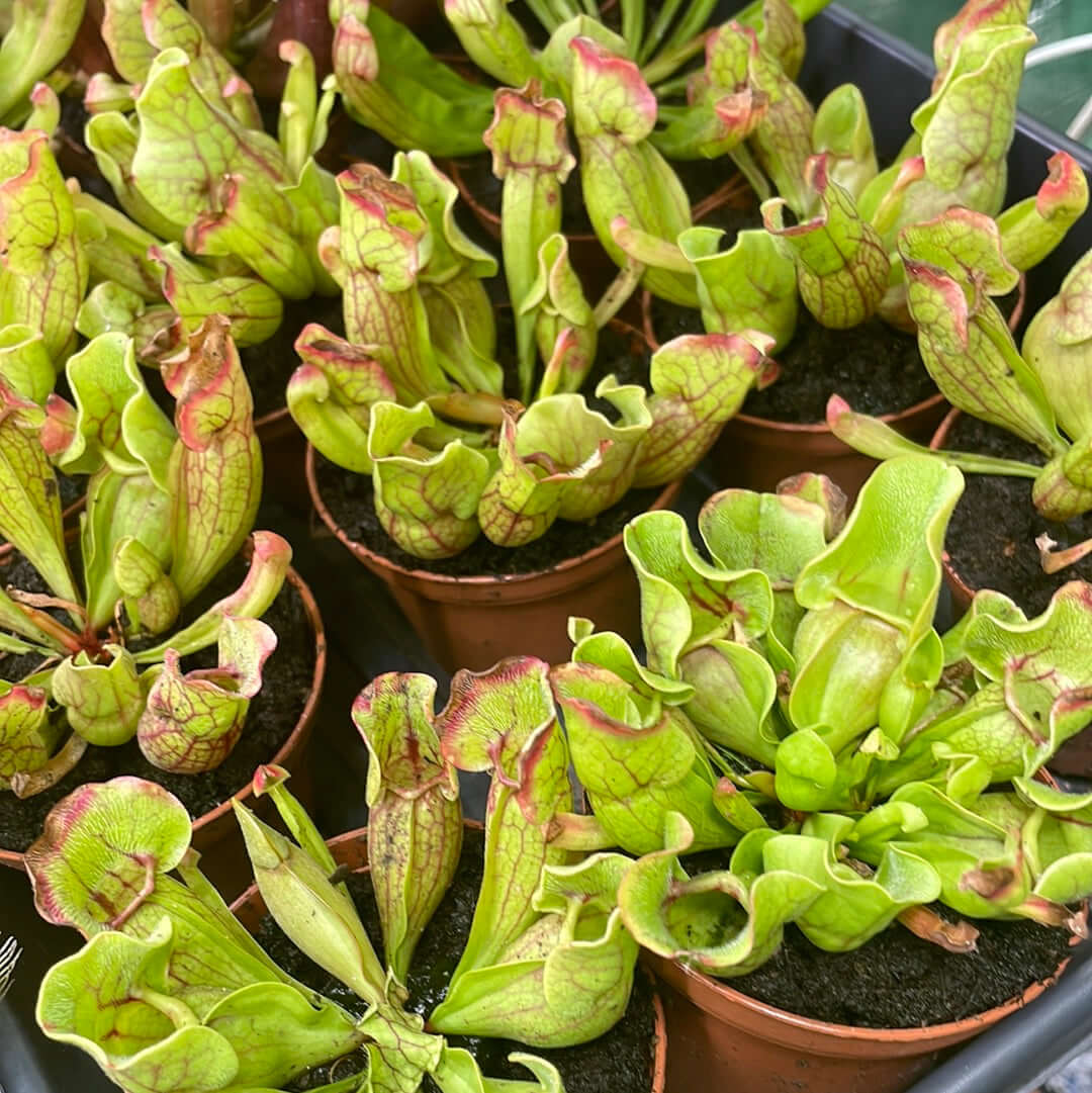 Sarracenia purpurea &#39;Venosa Red&#39; Trumpet Pitcher Carnivorous Plant Verdant Lyfe
