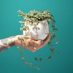 Amelia Porcelain Round Hanging Planter - Empty Verdant Lyfe