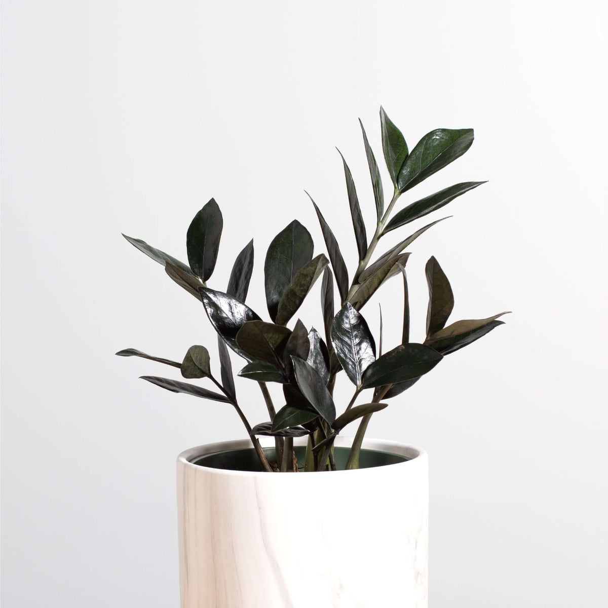 Black Zanzibar Gem Zamioculcas zamiifolia &#39;Nova Star&#39; Raven ZZ Plant Verdant Lyfe