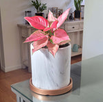 Aglaonema 'Wishes' Easy Pink Houseplant Verdant Lyfe in Selene ceramic planter