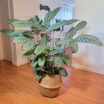 Calathea Setosa Ctenanthe Exotica Large Prayer Plant Verdant Lyfe