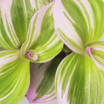 Nanouk Tradescantia Pink Wandering Trailing Plant Verdant Lyfe