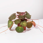 Strawberry Begonia Saxifraga Stolonifera Houseplant Verdant Lyfe