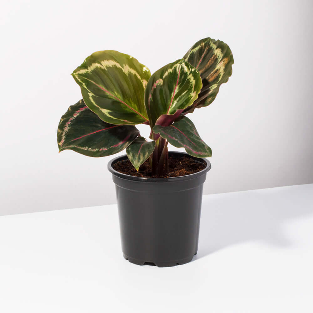 Calathea Roseopicta Rose Painted Medallion Prayer Plant Verdant Lyfe