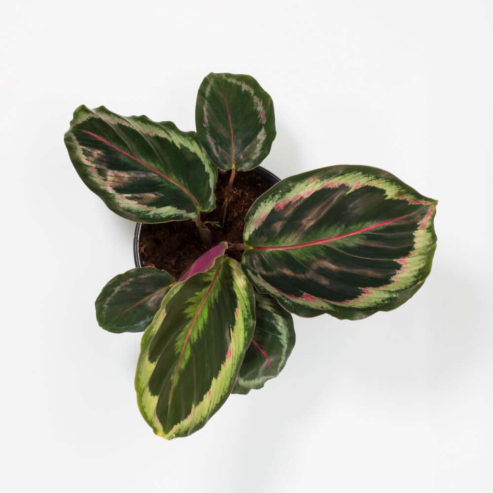 Top View of Calathea Roseopicta Rose Painted Medallion Prayer Plant Verdant Lyfe