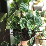 Watermelon Peperomia argyreia Radiator Plant Verdant Lyfe