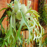 Mounted Staghorn Fern Platycerium bifurcatum on Cypress Wood (Elkhorn) Verdant Lyfe