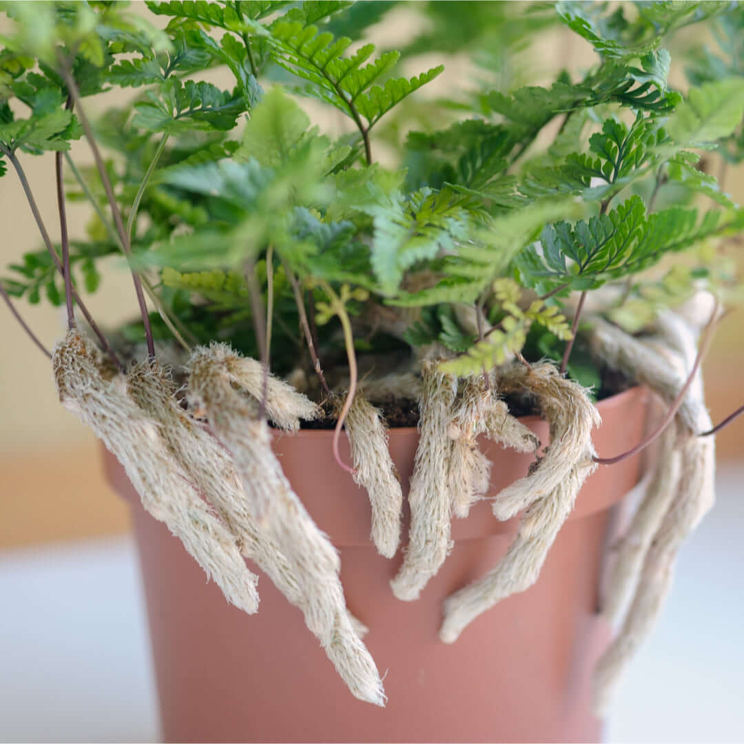 Rabbit Foot Fern