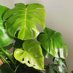 Split Leaf Monstera Deliciosa Plant Verdant Lyfe