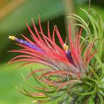 Airplant 'Maroon' Tillandsia brachycaulos burgundy Verdant Lyfe close up view