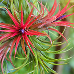 DIY Airplant Terrarium ionantha 'Fuego' Tillandsia Verdant Lyfe