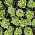 Ming Aralia 'Snowflake' Polyscias Fruticosa Variegated Plant Verdant Lyfe