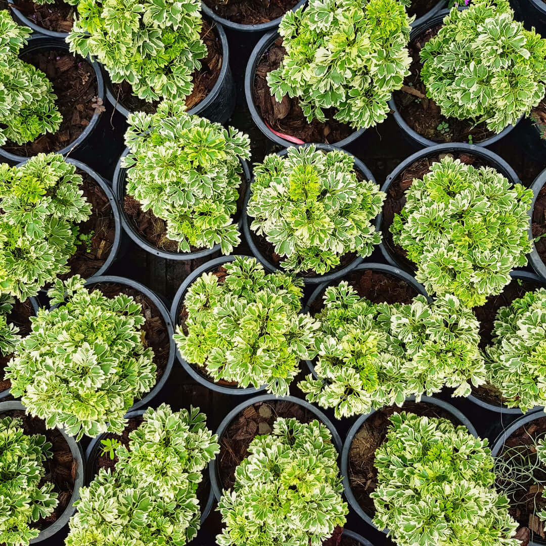 Ming Aralia &#39;Snowflake&#39; Polyscias Fruticosa Variegated Plant Verdant Lyfe