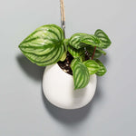 Watermelon Peperomia argyreia Radiator Plant Verdant Lyfe