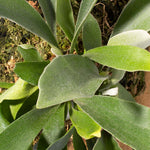 Mounted Staghorn Fern Platycerium bifurcatum on Cypress Wood (Elkhorn) Verdant Lyfe