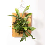 Mounted Staghorn Fern Platycerium bifurcatum on Cypress Wood (Elkhorn) Verdant Lyfe