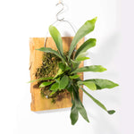 Mounted Staghorn Fern Platycerium bifurcatum on Cypress Wood (Elkhorn) Verdant Lyfe