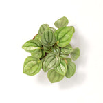 Peperomia caperata 'Frost' Radiator Plant Verdant Lyfe