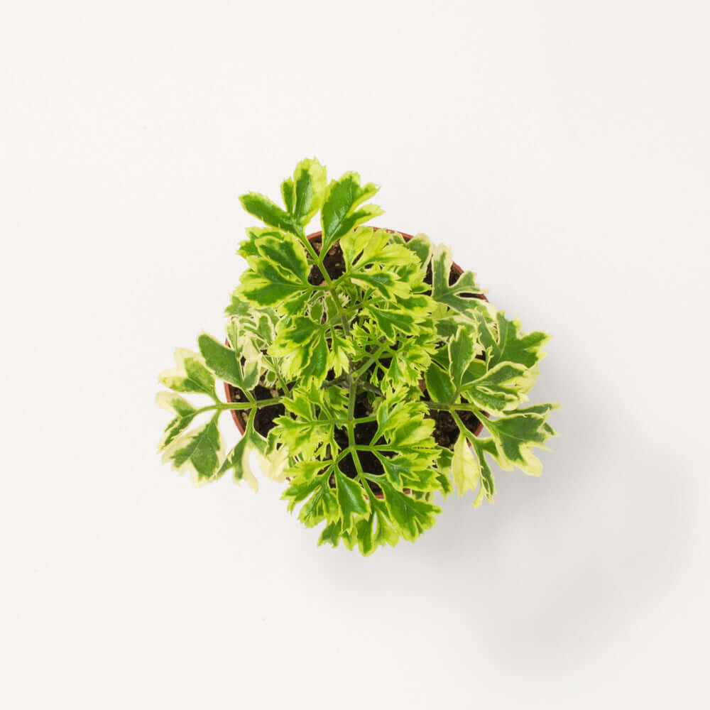 Ming Aralia &#39;Snowflake&#39; Polyscias Fruticosa Variegated Plant Verdant Lyfe