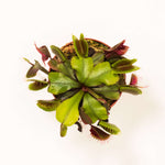 Red Venus Fly Trap Dionaea muscipula 'Akai Ryu' Carnivorous Plant Verdant Lyfe